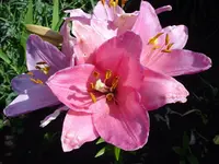 Lilie Orient Bernini 3895.webp