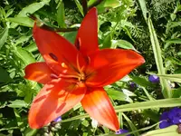 Lilie Asiatic 3990.webp
