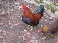 Bild 005.webp