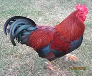 Bild 007.webp