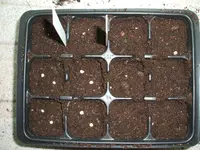 Tomaten und Paprika 001.webp