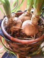 Foto 0485.webp