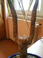 Foto 0488.webp