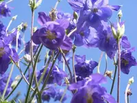 Blumen1neu.webp