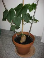 IMG_2073.webp