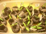 14.03. Paprika 004.jpg
