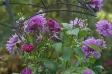 Rapsody in Blue.webp