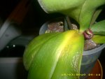 15.03. Paprika 008.jpg