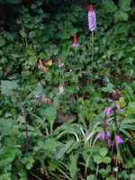 orchideenprimelnjapanorchideen.webp