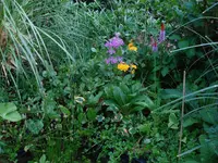 orchideenprimelnetagenprimeln.webp