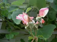 Februar 2010 843 v.webp