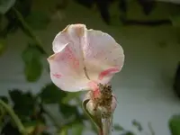 Februar 2010 845 v.webp