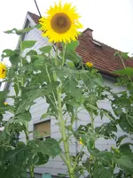 100_1517.webp