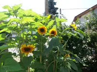 100_1825.webp