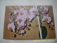 15.03. Paprika 013.webp