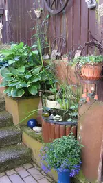 hosta (3).webp