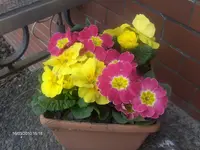 HPIM4088.webp