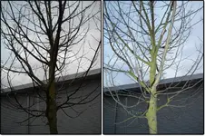 2010-03-16_Garten_Hainbuche.webp
