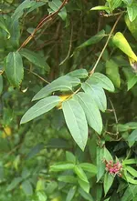 85726_med.webp