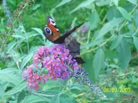 100_2097.webp