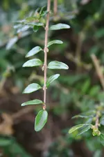 Unknown1.webp