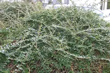 Unknown2.webp
