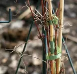 Clematis kommt2.webp