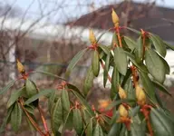 Rhodi.webp