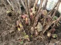 Sedum.webp