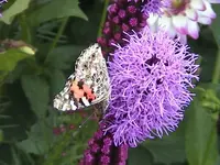 Gartenfalter8.webp