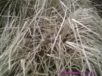 PIC00187.webp