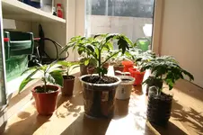 tomaten17märz.webp