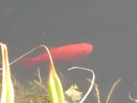 Fisch.webp