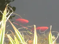 Fische.webp