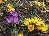 gelb und lila Krokus.webp