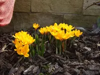 Krokus an Mauer.webp