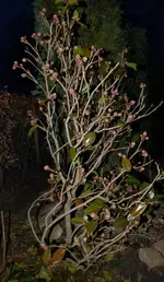 DSC_4337.webp
