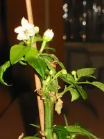 IMG_4917.webp