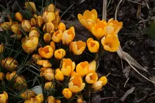 Fruehling.webp