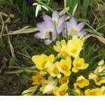 CIMG1921_A.webp