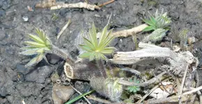 lupine1.webp