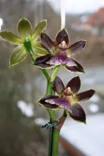 Zygopetalum (2) [800x600].webp