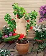 gurkenkorsett.webp