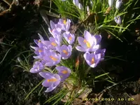 Garten 18.03.2010 001.webp