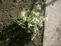 Garten 18.03.2010 018.webp