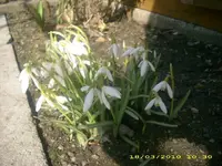 Garten 18.03.2010 017.webp
