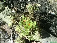 Garten 18.03.2010 032.webp