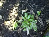 Garten 18.03.2010 033.webp