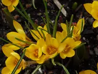 P1010241.webp