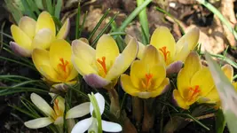 027.webp